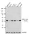 Glycogen Synthase Kinase 3 Beta antibody, 39-9500, Invitrogen Antibodies, Western Blot image 