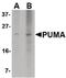 BCL2 Binding Component 3 antibody, MA5-15752, Invitrogen Antibodies, Western Blot image 