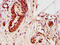 Zinc Finger Protein 703 antibody, CSB-PA026966LA01HU, Cusabio, Immunohistochemistry frozen image 