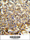 Neutrophil Cytosolic Factor 4 antibody, 63-049, ProSci, Immunohistochemistry paraffin image 