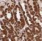 Major Facilitator Superfamily Domain Containing 9 antibody, NBP2-30440, Novus Biologicals, Immunohistochemistry paraffin image 