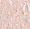 Solute Carrier Family 39 Member 10 antibody, 6099, ProSci, Immunohistochemistry paraffin image 