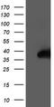 Nudix Hydrolase 18 antibody, LS-C337539, Lifespan Biosciences, Western Blot image 