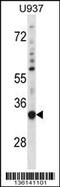 Sorting Nexin 15 antibody, 58-666, ProSci, Western Blot image 