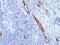 Von Willebrand Factor antibody, AM50327PU-S, Origene, Immunohistochemistry paraffin image 