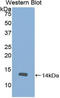 Slit Guidance Ligand 2 antibody, LS-C372568, Lifespan Biosciences, Western Blot image 