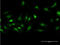 BCR Activator Of RhoGEF And GTPase antibody, LS-C196741, Lifespan Biosciences, Immunofluorescence image 