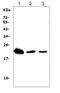 Triggering Receptor Expressed On Myeloid Cells 1 antibody, PA1586, Boster Biological Technology, Western Blot image 