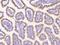 mCLCA3 antibody, 107723-T08, Sino Biological, Immunohistochemistry paraffin image 