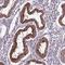 TLC Domain Containing 4 antibody, PA5-61311, Invitrogen Antibodies, Immunohistochemistry frozen image 