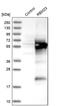 RNA Binding Motif Protein 23 antibody, PA5-52060, Invitrogen Antibodies, Western Blot image 