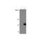 Interleukin 17F antibody, TA320360, Origene, Western Blot image 