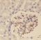 OTU Deubiquitinase 4 antibody, FNab06040, FineTest, Immunohistochemistry frozen image 