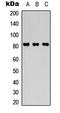 Signal Transducer And Activator Of Transcription 4 antibody, LS-C368535, Lifespan Biosciences, Western Blot image 