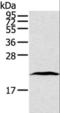 TATA-Box Binding Protein Associated Factor 10 antibody, LS-C403636, Lifespan Biosciences, Western Blot image 