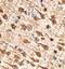 Syntaxin-6 antibody, FNab08453, FineTest, Immunohistochemistry paraffin image 