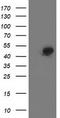 Spermine Synthase antibody, TA503095, Origene, Western Blot image 