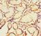 Cation Channel Sperm Associated 4 antibody, A65454-100, Epigentek, Immunohistochemistry paraffin image 
