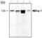 BRCA1 Interacting Protein C-Terminal Helicase 1 antibody, PA3-16591, Invitrogen Antibodies, Western Blot image 