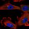 Kinesin Family Member C1 antibody, HPA055997, Atlas Antibodies, Immunofluorescence image 