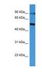 Oviduct-specific glycoprotein antibody, NBP1-79798, Novus Biologicals, Western Blot image 