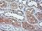 NGG1 Interacting Factor 3 Like 1 antibody, LS-C173376, Lifespan Biosciences, Immunohistochemistry frozen image 