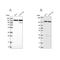 DEAD-Box Helicase 46 antibody, NBP1-83565, Novus Biologicals, Western Blot image 