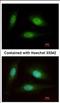 WD Repeat Domain 91 antibody, NBP2-20903, Novus Biologicals, Immunocytochemistry image 