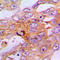 Caspase 9 antibody, LS-C351940, Lifespan Biosciences, Immunohistochemistry paraffin image 