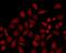 Sterol Regulatory Element Binding Transcription Factor 1 antibody, orb339012, Biorbyt, Immunofluorescence image 