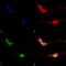 Transient Receptor Potential Cation Channel Subfamily V Member 3 antibody, 11520, QED Bioscience, Immunocytochemistry image 