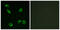 Prostaglandin E Receptor 3 antibody, abx015241, Abbexa, Western Blot image 