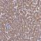 Elongin A2 antibody, PA5-59389, Invitrogen Antibodies, Immunohistochemistry paraffin image 