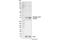 Cyclin Dependent Kinase 1 antibody, 9111L, Cell Signaling Technology, Western Blot image 