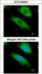 NAD(P)H Quinone Dehydrogenase 1 antibody, GTX100235, GeneTex, Immunofluorescence image 