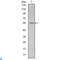 Activating Transcription Factor 2 antibody, LS-C812506, Lifespan Biosciences, Western Blot image 