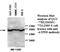 ATP Synthase F1 Subunit Beta antibody, MBS416102, MyBioSource, Western Blot image 