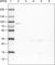 Cysteinyl-tRNA synthetase, cytoplasmic antibody, AMAb90970, Atlas Antibodies, Western Blot image 