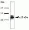 Activation-induced cytidine deaminase antibody, 39-2500, Invitrogen Antibodies, Western Blot image 