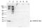 Histone Cluster 4 H4 antibody, NBP2-59252, Novus Biologicals, Western Blot image 