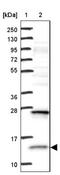 Mitochondrial Ribosomal Protein L42 antibody, NBP1-83171, Novus Biologicals, Western Blot image 