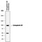 Semaphorin 3B antibody, MAB5440, R&D Systems, Western Blot image 
