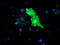 TUB Like Protein 3 antibody, TA504149, Origene, Immunofluorescence image 