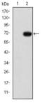 GATA Binding Protein 5 antibody, GTX60493, GeneTex, Western Blot image 