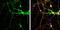 Synaptosome Associated Protein 25 antibody, NBP1-33714, Novus Biologicals, Immunofluorescence image 