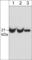 Ras antibody, RM3371, ECM Biosciences, Western Blot image 