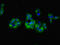 G Protein Subunit Gamma 5 antibody, LS-C396004, Lifespan Biosciences, Immunofluorescence image 