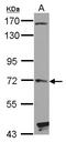 Hedgehog Interacting Protein antibody, LS-C155259, Lifespan Biosciences, Western Blot image 