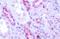 Melatonin-related receptor antibody, orb85827, Biorbyt, Immunohistochemistry paraffin image 