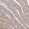 Rho-related BTB domain-containing protein 2 antibody, NBP2-32576, Novus Biologicals, Immunohistochemistry frozen image 